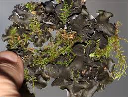 Attēlu rezultāti vaicājumam “Leptogium saturninum”