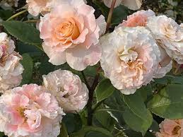 「花薔薇エルフ」の画像検索結果