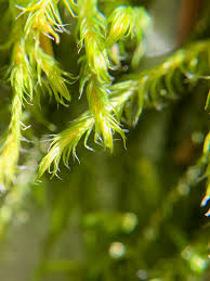 Attēlu rezultāti vaicājumam “Racomitrium heterostichum”