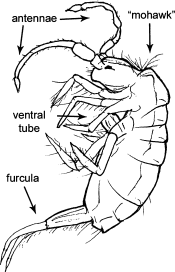 Attēlu rezultāti vaicājumam “Collembola”