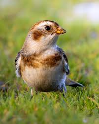 Attēlu rezultāti vaicājumam “Plectrophenax nivalis”