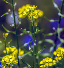 Attēlu rezultāti vaicājumam “Sinapis alba flower”