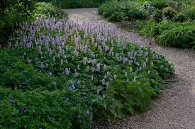 Attēlu rezultāti vaicājumam “Bistorta major”