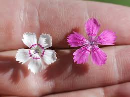 Attēlu rezultāti vaicājumam “Dianthus deltoides bud”
