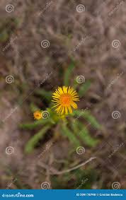 Attēlu rezultāti vaicājumam “Inula salicina leaf”