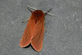 Attēlu rezultāti vaicājumam “Phragmatobia fuliginosa imago”