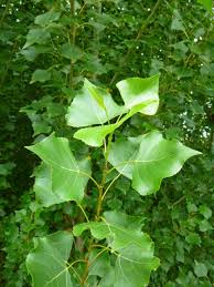 Attēlu rezultāti vaicājumam “Populus nigra Italica”