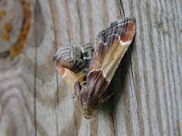 Attēlu rezultāti vaicājumam “Pyralis farinalis”