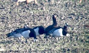 Attēlu rezultāti vaicājumam “Branta ruficollis adult”