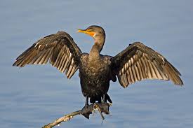 Image result for Phalacrocorax auritus