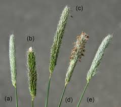 Attēlu rezultāti vaicājumam “Alopecurus pratensis flower”