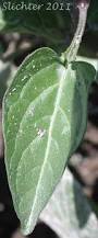 Attēlu rezultāti vaicājumam “Solanum dulcamara leaf”