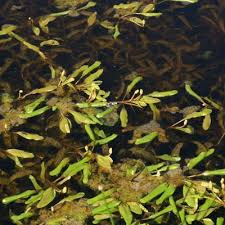 Attēlu rezultāti vaicājumam “Potamogeton compressus leaf”