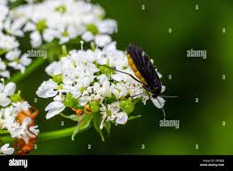 Attēlu rezultāti vaicājumam “Sciara analis”