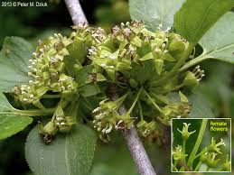 Attēlu rezultāti vaicājumam “Rhamnus cathartica fruit”