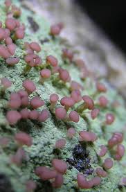 Attēlu rezultāti vaicājumam “Baeomyces rufus”