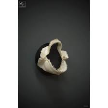 Image result for Dalatias licha