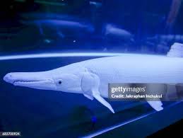 Image result for Atractosteus spatula