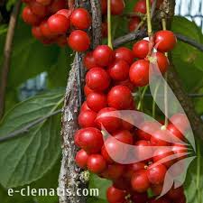 Attēlu rezultāti vaicājumam “Schisandra chinensis”