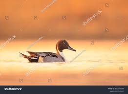 Attēlu rezultāti vaicājumam “Anas acuta male”