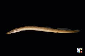 Image result for Lethenteron camtschaticum