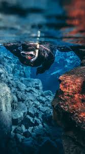 Image result for Wyndley NSC Snorkelling Club