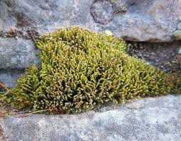 Attēlu rezultāti vaicājumam “Hygroamblystegium humile”