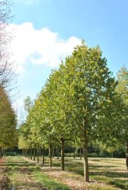 Attēlu rezultāti vaicājumam “Tilia tomentosa”