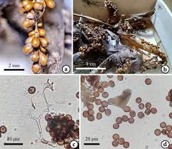 Attēlu rezultāti vaicājumam “Leocarpus fragilis”