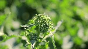 Attēlu rezultāti vaicājumam “Hesperis matronalis bud”