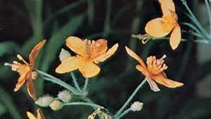 Attēlu rezultāti vaicājumam “Chelidonium majus bud”