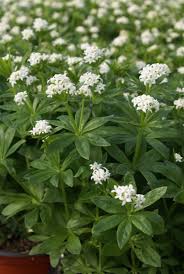Image result for Galium odoratum