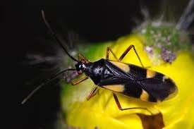 Attēlu rezultāti vaicājumam “Dryophilocoris flavoquadrimaculatus”