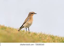 Attēlu rezultāti vaicājumam “Oenanthe oenanthe female”