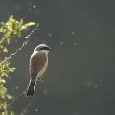 Attēlu rezultāti vaicājumam “Hippolais caligata adult”