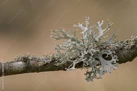 Attēlu rezultāti vaicājumam “Evernia prunastri”