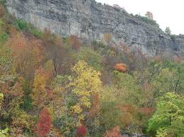 Attēlu rezultāti vaicājumam “Pseudocalliergon turgescens”