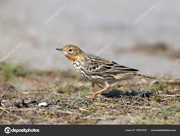 Image result for Anthus cervinus