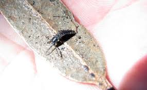 Attēlu rezultāti vaicājumam “Phosphaenus hemipterus”