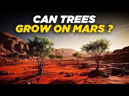 Image result for mars trees