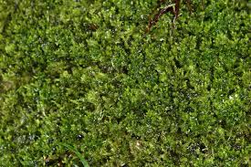 Attēlu rezultāti vaicājumam “Blepharostoma trichophyllum”