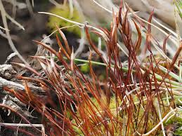 Attēlu rezultāti vaicājumam “Tortula subulata”