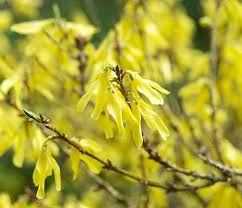 Attēlu rezultāti vaicājumam “Forsythia viridissima flower”