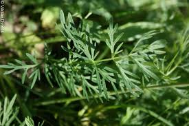 Attēlu rezultāti vaicājumam “Cnidium dubium”