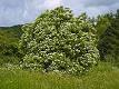 <b>Sambucus nigra</b>