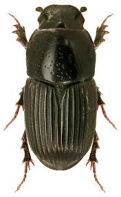 Attēlu rezultāti vaicājumam “Aphodius sp.”