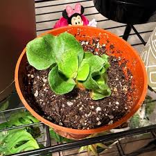 Attēlu rezultāti vaicājumam “Arcyria helvetica stalked”