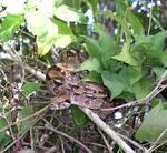 File Boa constrictor coiledjpg   Wikipedia the free encyclopedia