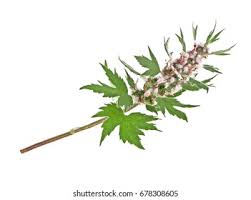 Attēlu rezultāti vaicājumam “Leonurus quinquelobatus leaf”