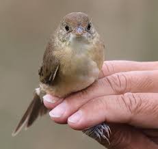 Image result for Acrocephalus aedon